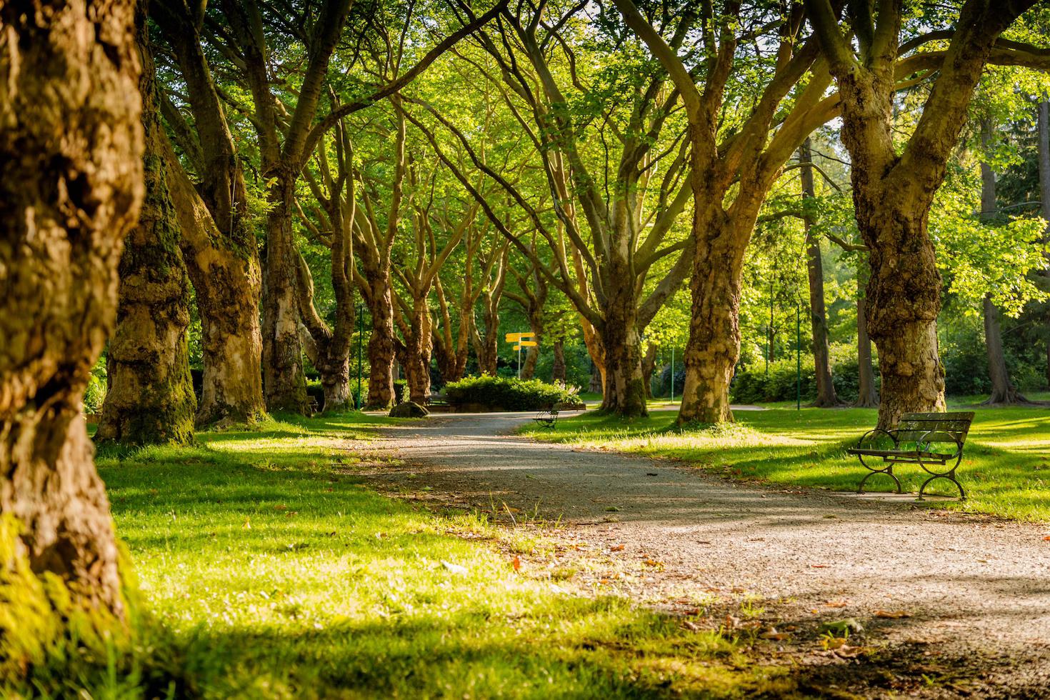 Wandeling in het park